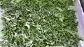 File:120px-PUMPKIN LEAVES.webp