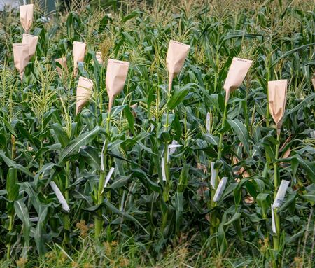 File:450px-Maize 7.jpg