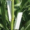 File:120px-Maize 3.webp