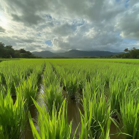 File:450px-2.11 farm.jpg
