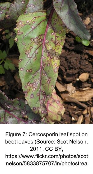 File:Fig8.webp