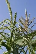 File:20260410180611!119px-Maize 5.webp