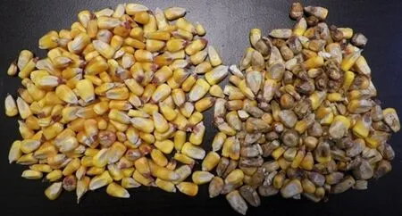 File:450px-Maize 11.webp