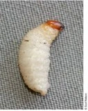 File:Weevil 1.webp