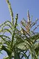 File:80px-Maize 5.webp