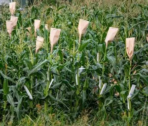 File:300px-Maize 7.webp
