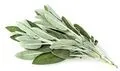 File:120px-Page 17.webp