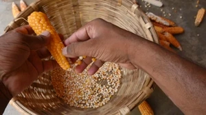File:Grains.webp