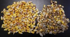 File:240px-Maize 11.jpg