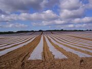File:180px-960px-Plastic mulch.jpg