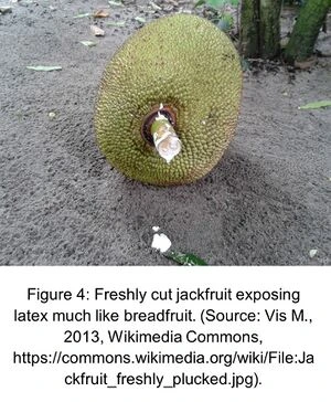 File:Fig5.webp