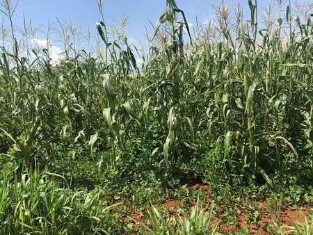 File:450px-960px-Maize.jpg