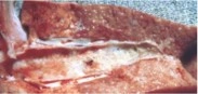 File:Lungworms.webp