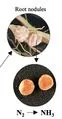 File:62px-P089.webp