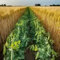 File:120px-2.12 farm.webp