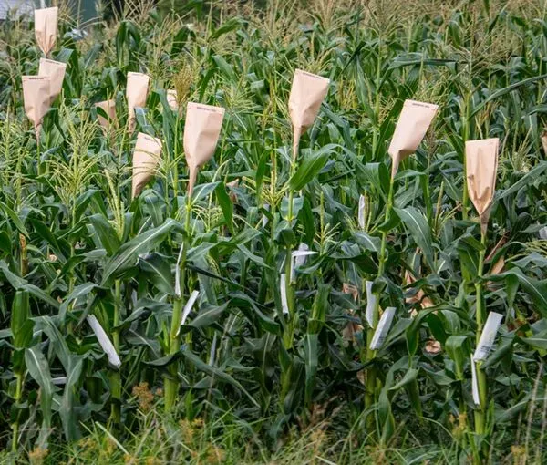 File:600px-Maize 7.webp