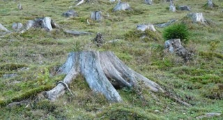 File:C7Tree.webp