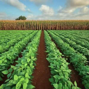 File:300px-2.14 farm.webp