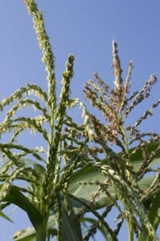File:Maize 5.jpg