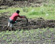 File:20260410180439!180px-890px-Manure.jpg