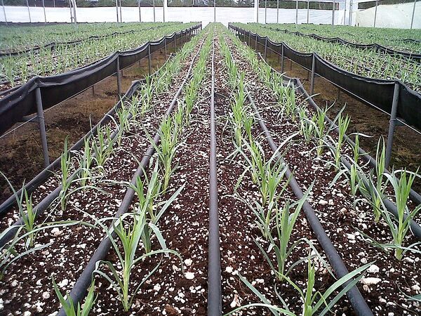File:600px-960px-drip irrigation.jpg