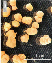 File:180px-P90.gif