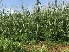 File:20260410180444!240px-960px-Maize.webp
