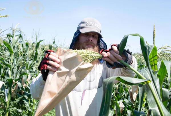 File:600px-Maize 6.webp