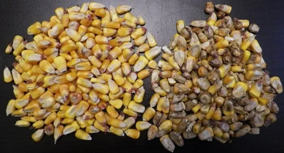 File:20260410180556!Maize 11.webp