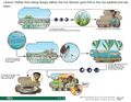 Thumbnail for version as of 21:04, 10 April 2026