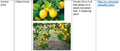 Thumbnail for version as of 14:42, 15 April 2026