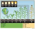 Thumbnail for version as of 21:03, 10 April 2026