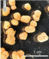 Thumbnail for version as of 21:03, 10 April 2026