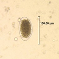 Thumbnail for version as of 14:40, 12 July 2026
