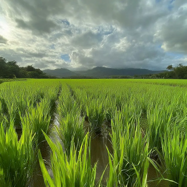 File:900px-2.11 farm.webp