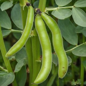 Gemini Generated Image ftpy93ftpy93ftpy.jpeg