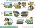 Thumbnail for version as of 21:05, 10 April 2026