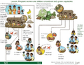 Thumbnail for version as of 14:41, 15 April 2026