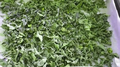 Thumbnail for version as of 14:42, 15 April 2026