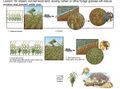 Thumbnail for version as of 21:04, 10 April 2026