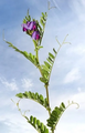 Thumbnail for version as of 14:38, 15 April 2026