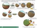 Thumbnail for version as of 21:04, 10 April 2026
