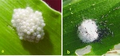 Thumbnail for version as of 13:08, 11 July 2026