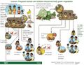 Thumbnail for version as of 21:05, 10 April 2026