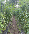 Thumbnail for version as of 14:43, 15 April 2026