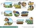 Thumbnail for version as of 21:03, 10 April 2026