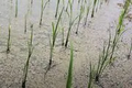 Thumbnail for version as of 14:39, 15 April 2026