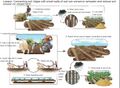 Thumbnail for version as of 21:05, 10 April 2026