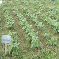 Thumbnail for version as of 14:41, 15 April 2026
