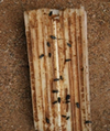 Thumbnail for version as of 13:40, 18 July 2026
